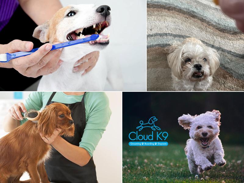 Cloud K-9 | Grooming Salon & Boarding Facility