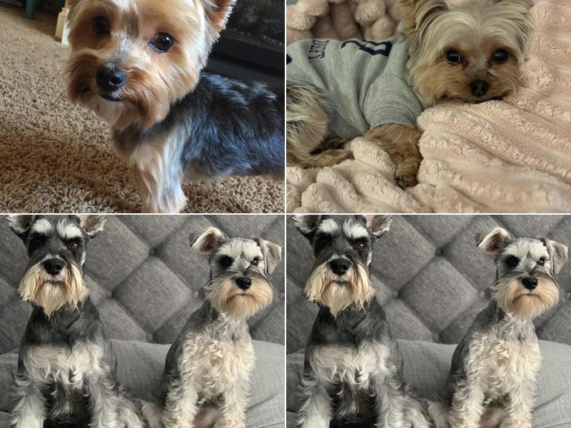 Classic Cuts Dog Grooming