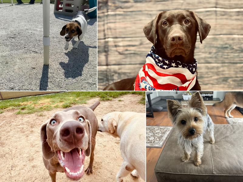 D.O.G.'s Daycare & Spa LLC