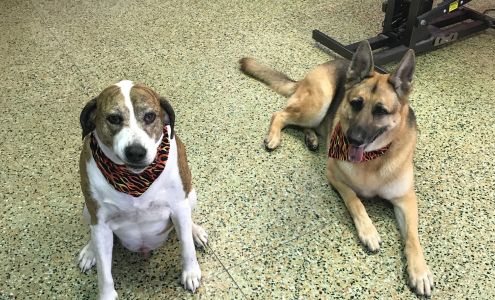 Pawfections Grooming Salon 50 N Howard Ave Suite 3, Croswell Michigan 48422