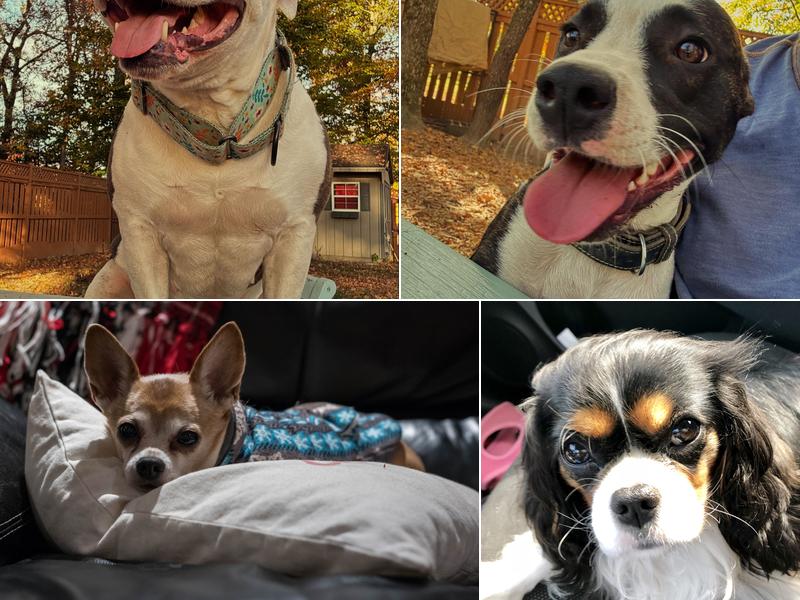 Five Pups Dog Daycare & Boarding