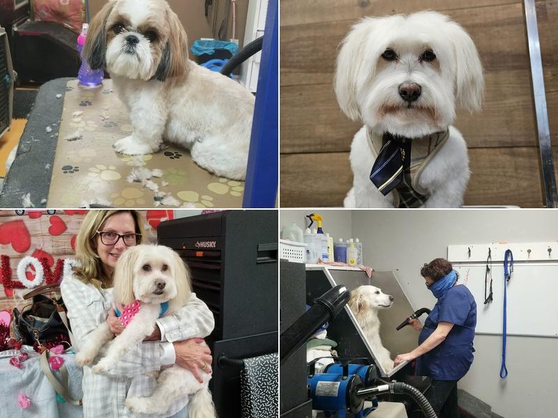 A comfy pet grooming salon