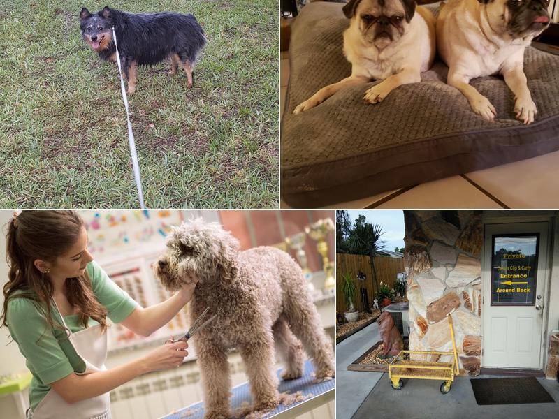 Carol's Clip-N-Carry