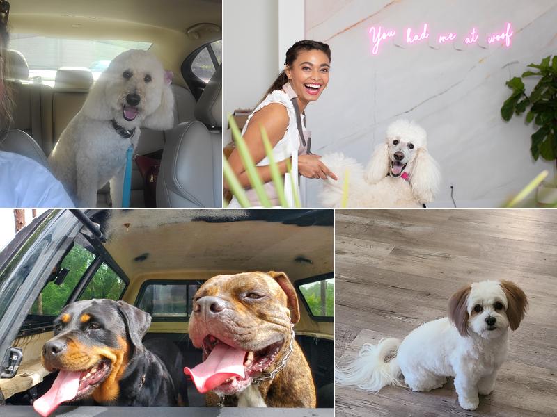 Posh Pups Grooming Salon