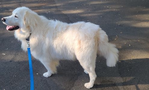 Georgetown Pet Grooming 6087 Front St #2, Georgetown California 95634