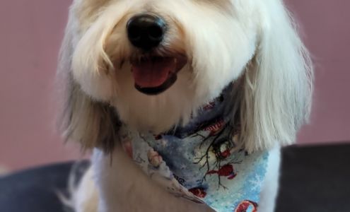 Hair Of The Dog Grooming Llc 115 Jefferson Hwy, Louisa Virginia 23093