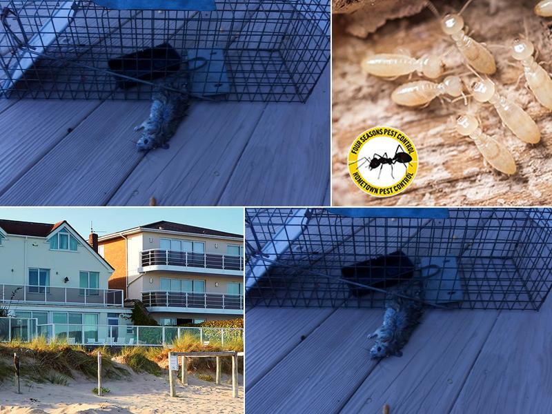 Four Seasons Pest Control