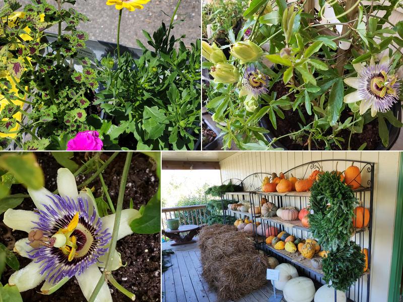 Kitty Hawk Garden Center