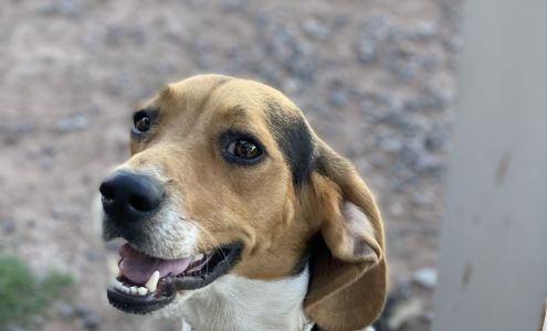 Alpine Veterinary Clinic 2201 US-90, Alpine Texas 79830
