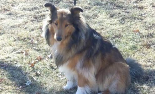 Blue Ribbon Grooming