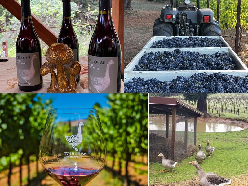 Toulouse Vineyards & Winery