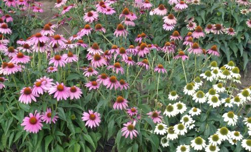 Rows & Rows Lavender Farm North Liberty