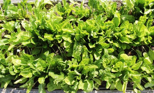 Kawartha Lakes Food Source