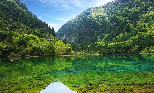 Phoenix and Dragon Acupuncture: Sharon Shuppert, DiplOM, LAc