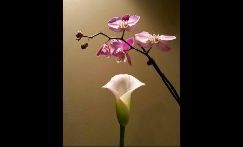 Acupuncture and Wellness Center, Dr. Frank Ly and Dr. Orlando Ly