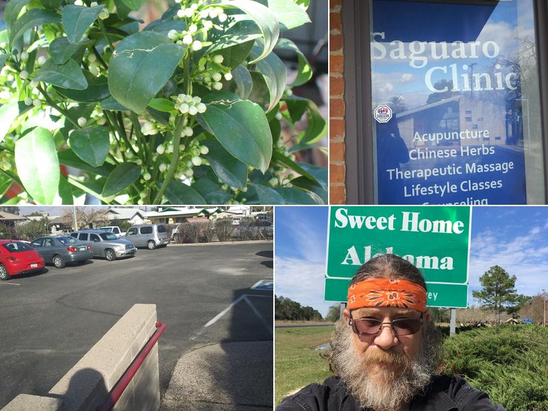 Saguaro Clnic: Acupuncture Plus