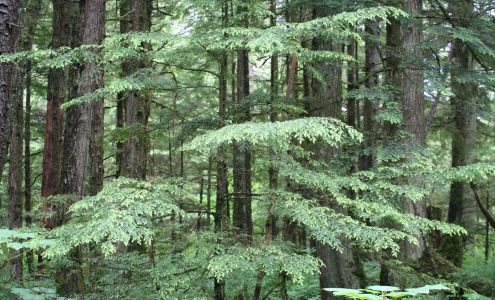 Fountain Valley Acupuncture - Susan Shao 9092 Talbert Ave #10, Fountain Valley California 92708