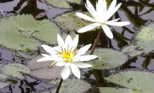 La Vie Acupuncture Clinic