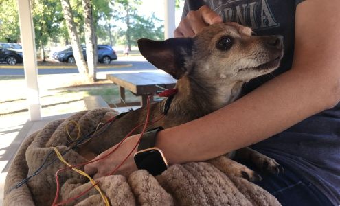 Home Pet Acupuncture, Gresham, Happy Valley, Damascus, Oregon City, Molalla