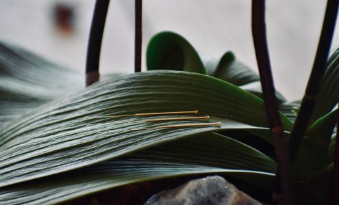 Vedana Acupuncture & Wellness Denver 1805 S Bellaire St Suite 510, Denver Colorado 80222