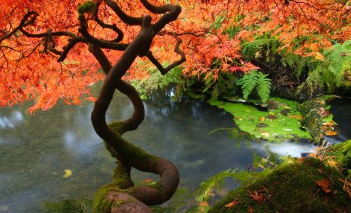 Transformational Acupuncture