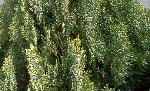 OMDPeace Acupuncture