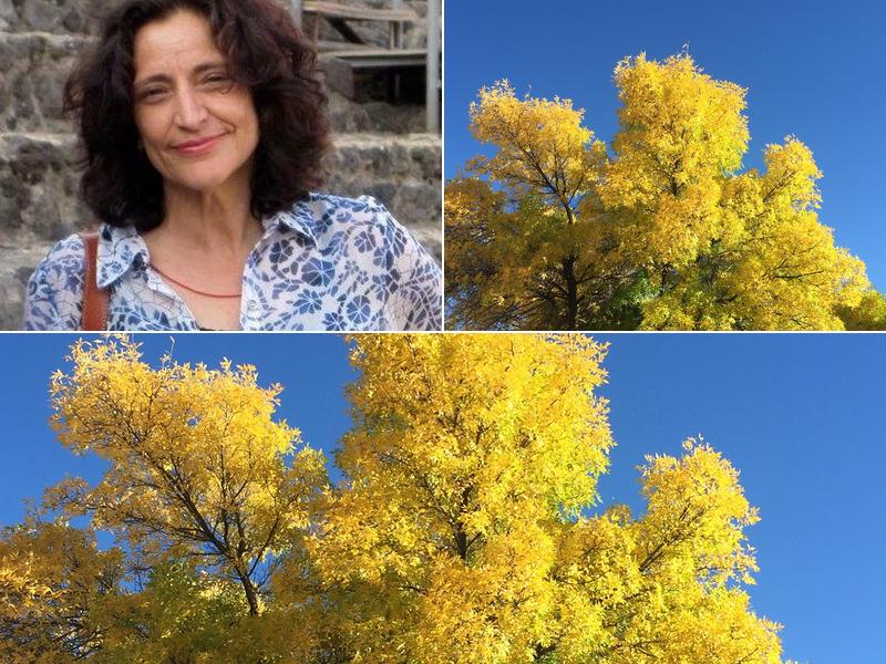 Linda Durante, DOM, CLASSICAL FIVE ELEMENT ACUPUNCTURE