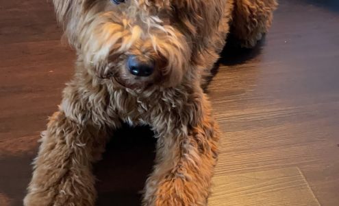 Live Well Acupuncture