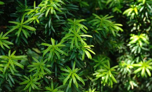 Holy Family Acupuncture & Herbal Medicine North Vancouver