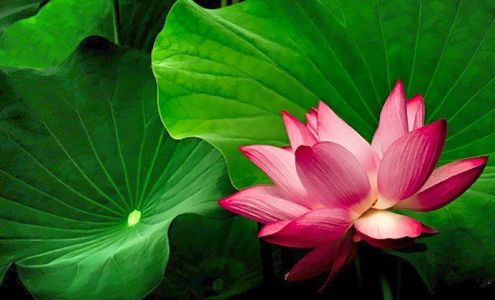 Carmel Valley Village Chiropractic