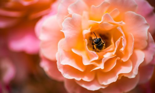 Life Force Chiropractic 3478 Buskirk Ave # 1000, Pleasant Hill California 94523