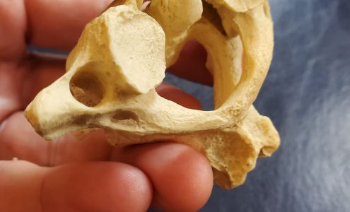 Chiropractic in Chicago Loop