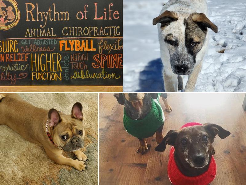Rhythm of Life Animal Chiropractic