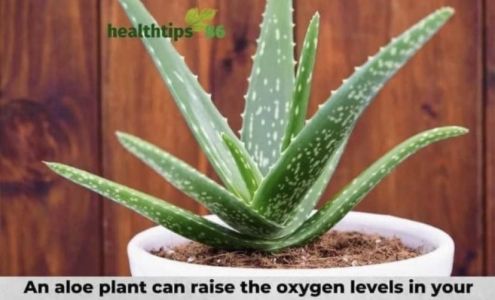 Pavia Family Chiropractic