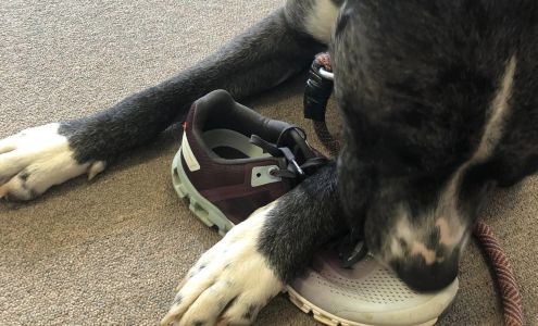 Free Bridge Chiropractic