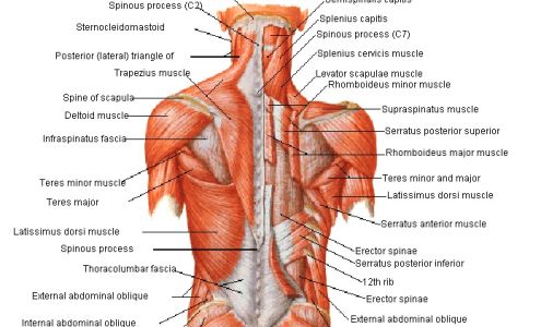 Vancouver Chiropractic inc. /Dr. Nora Rahemtulla