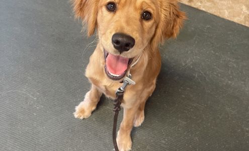 Good Dog Training & Kennels