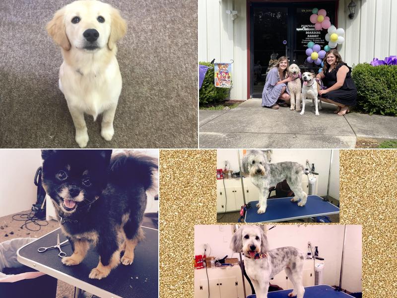 Pampered Paws Grooming & Boarding Resort