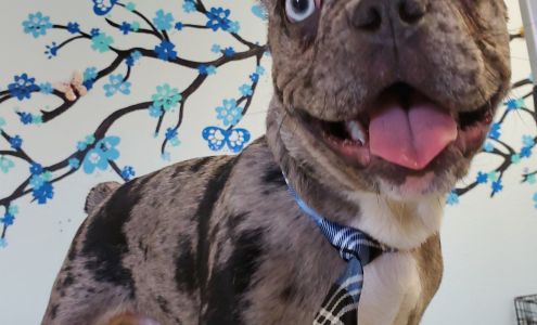 Wizard of Paws Pet Salon, Bullhead 2065 AZ-95 Unit 61-65, Bullhead City Arizona 86442