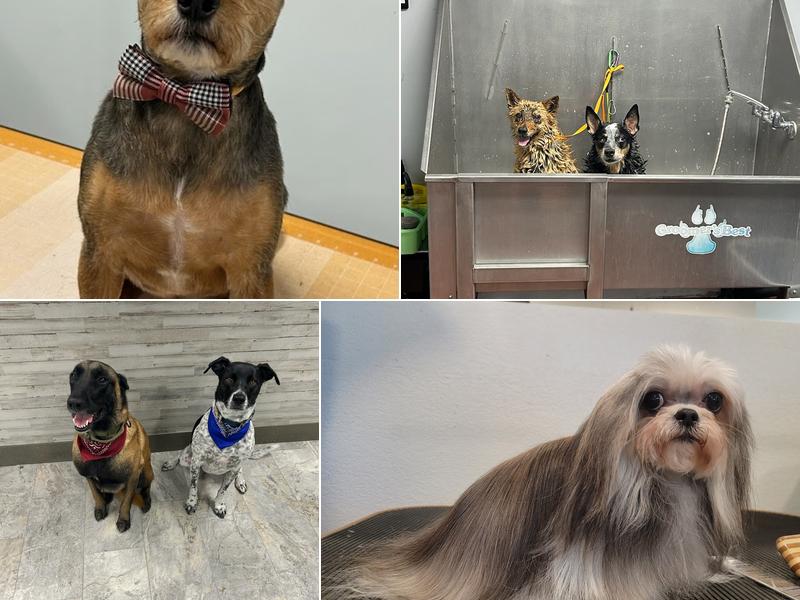 Uptown Pet Spa Scottsdale