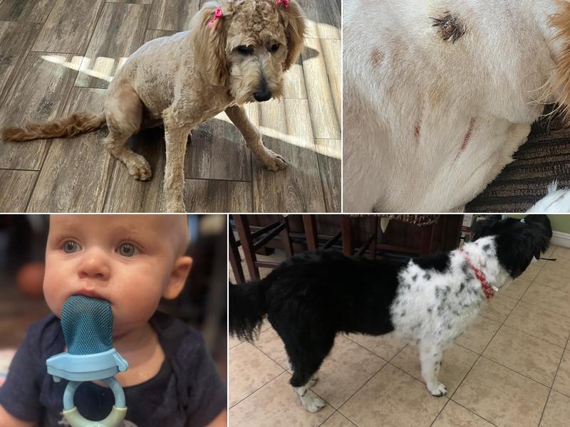 Claws & Paws Mobile Groom