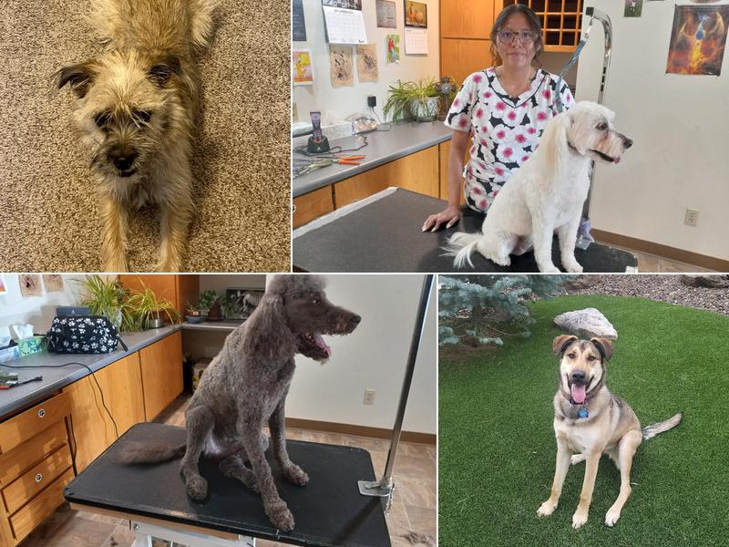 Cindy's Divine Pet Grooming Salon