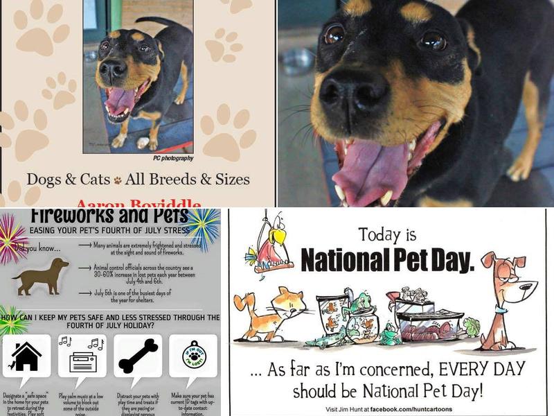 Aaron's Mobile Pet Grooming