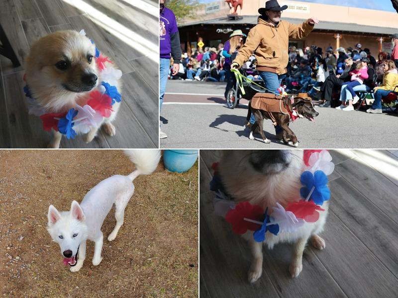 Robbie's Grooming Saloon