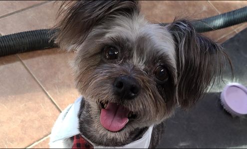 A & G Pet Grooming 210 W Cn Rock St, Corona De Tucson Arizona 85641