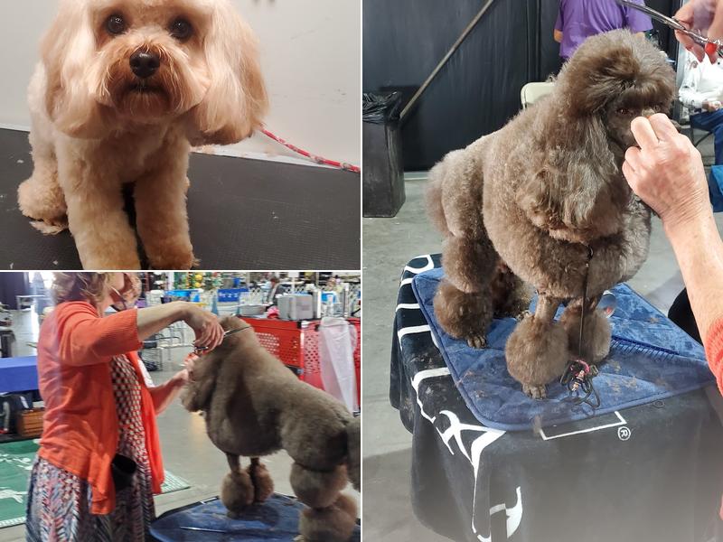 AZ Precision Pet LLC