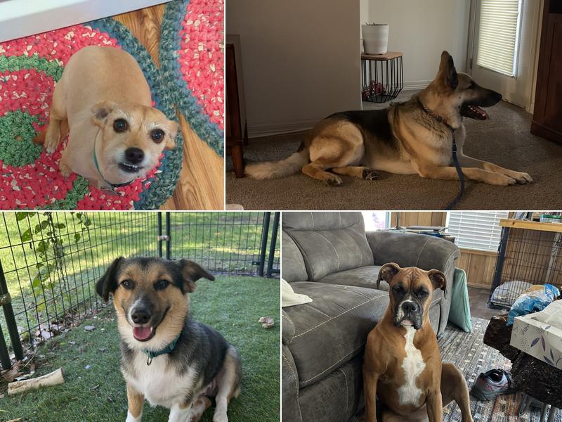 Pampered Pets Grooming and Resort