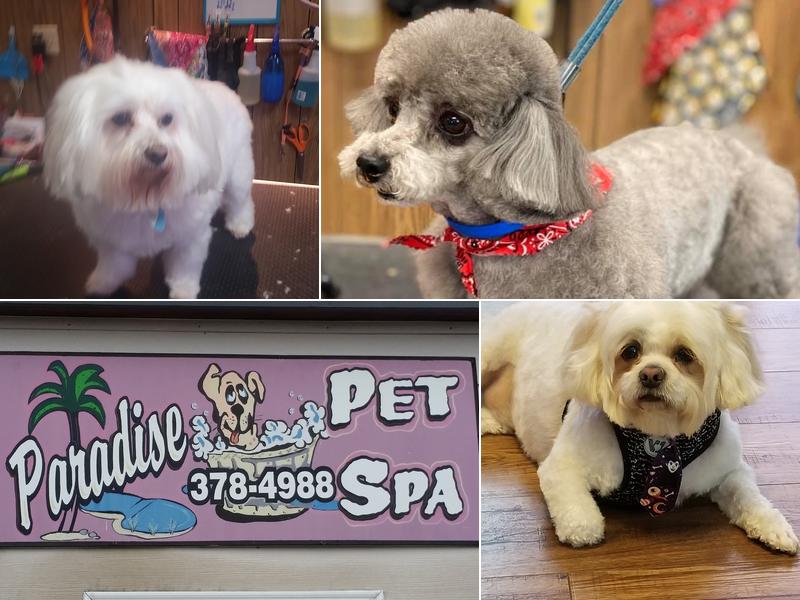 Paradise Pet Spa