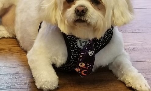 Paradise Pet Spa 2327 Paradise Ln, Greenville Mississippi 38701