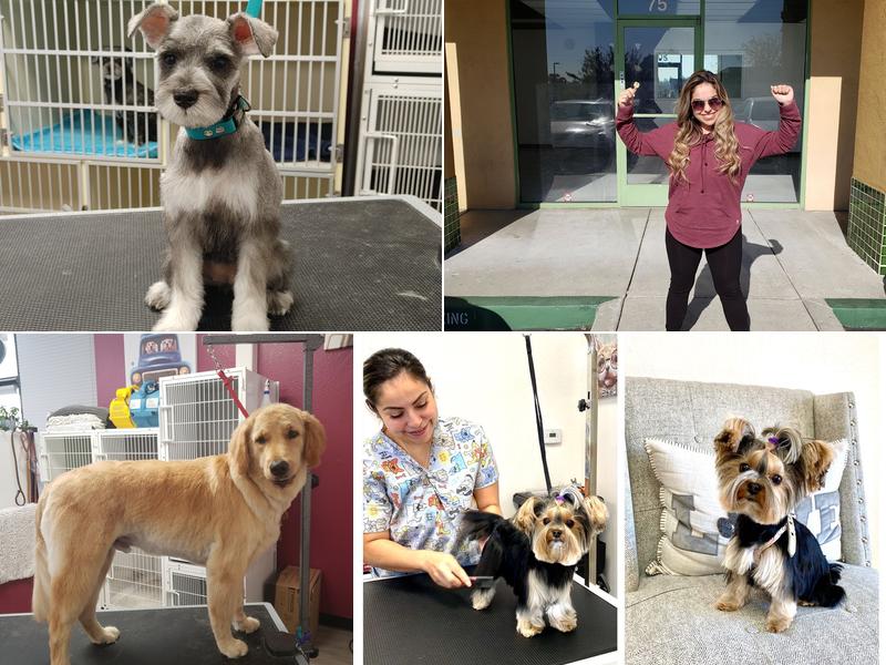 Rachel's Dog Grooming